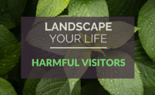 Harmful visitors blog